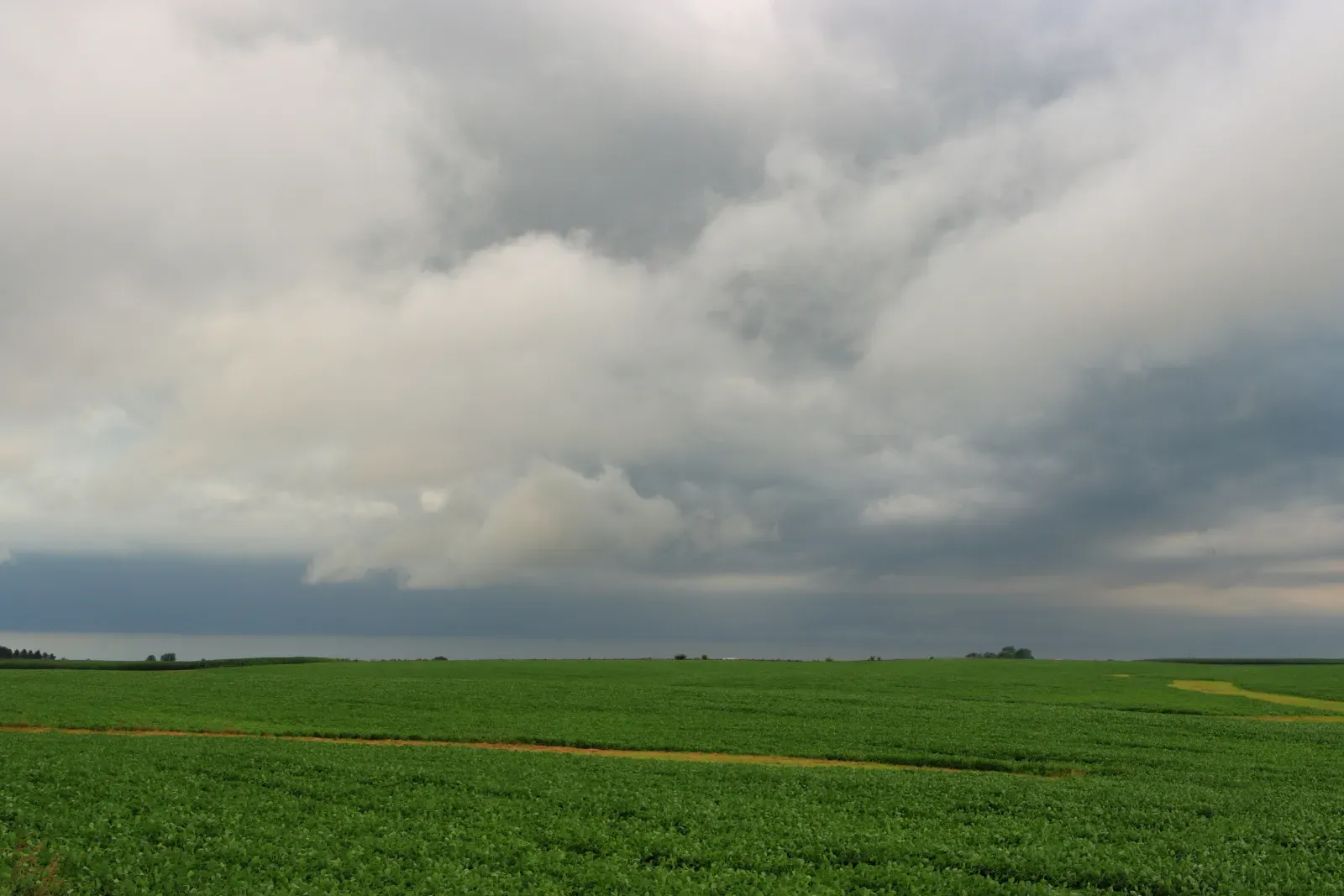 A soybean field under an advancing storm
